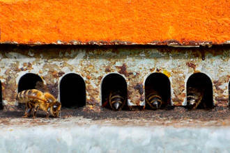 'Revisión de retaguardia', de Lucía Raso, gana el XVI Concurso Internacional de Fotografía Apícola