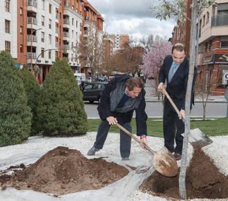 Guadalajara se suma al Día del Árbol, plantando una encina en la glorieta de la Unión Europea