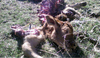 Los buitres matan a seis animales en el mismo día en la Sierra Norte