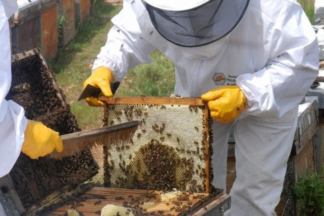 Los apicultores de Guadalajara reconocen que 