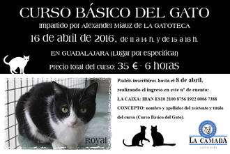 La Camada pone en marcha un curso con los gatos como protagonistas