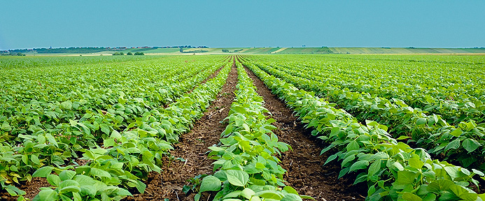 Merino: “El Gobierno de Page sigue sin pagar la PAC a más de 8.000 agricultores y ganaderos de Castilla-La Mancha”
