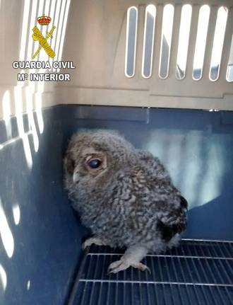 La Guardia Civil recupera dos aves rapaces protegidas en El Casar y Torrejón del Rey