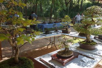 El recinto del Zoo acoge hasta el domingo una preciosa exposición de bonsais y suisekis