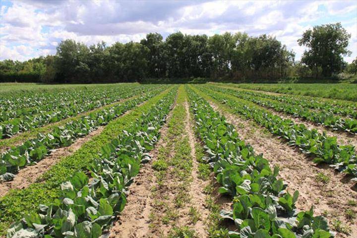 El Gobierno de García-Page “se burla de la sociedad y de los agricultores ecológicos”