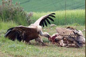 Los ganaderos de Guadalajara, hartos de los ataques de buitres, piden a la Junta que se responsabilice