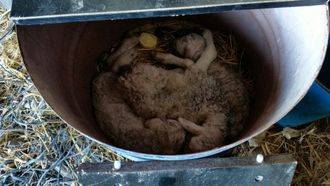 Ecologistas en Acción denuncia el estado lamentablede una explotación ganadera en Peñalver