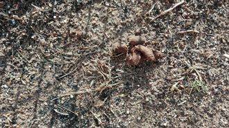 IU Azuqueca denuncia que “las plazas y parques están llenas de excrementos de animales”