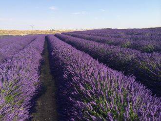 La Diputación de Guadalajara convoca una jornada sobre aromáticas en Brihuega