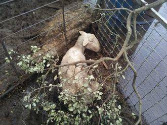 Ecologistas en Acción denuncia el estado lamentablede una explotación ganadera en Peñalver