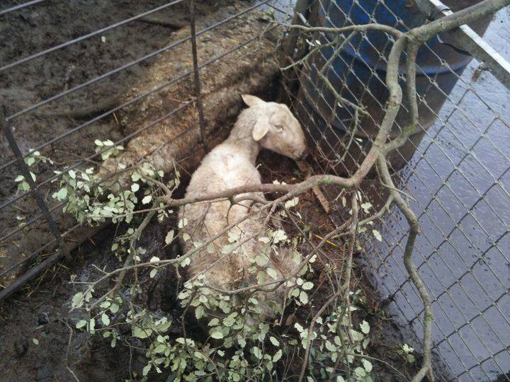 Ecologistas en Acción denuncia el estado lamentablede una explotación ganadera en Peñalver
