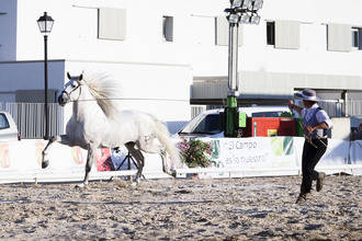Yunquera de Henares acogerá el Campeonato Morfo-Funcional de Castilla-La Mancha de Pura Raza Española