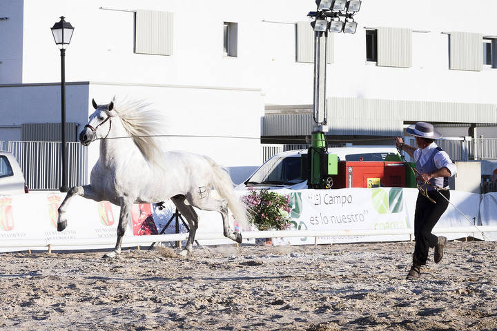 Yunquera de Henares acogerá el Campeonato Morfo-Funcional de Castilla-La Mancha de Pura Raza Española