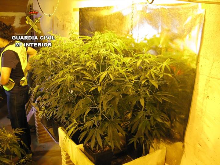 Un detenido en Azuqueca de Henares por estar cultivando 95 plantas de marihuana