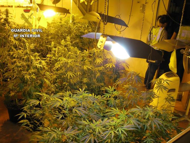 Un detenido en Azuqueca de Henares por estar cultivando 95 plantas de marihuana