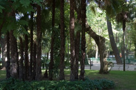 El Ayuntamiento realiza varias intervenciones por la caída de algunas ramas esta mañana