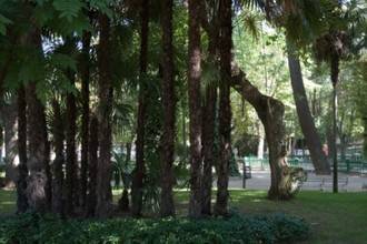 El Ayuntamiento realiza varias intervenciones por la caída de algunas ramas esta mañana