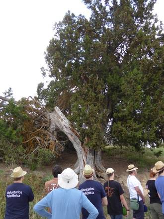 Una semana de trabajo recuperando un antiguo chozón sabinero en la Parque Natural del Alto Tajo