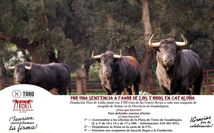 Fundación Toro de Lidia y Coso de las Cruces recogen firmas para la sentencia del TC en Cataluña