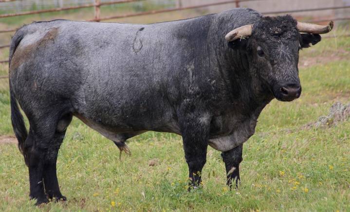 El encierro por el campo de Atanzón se celebrará con un toro de Victorino Martín