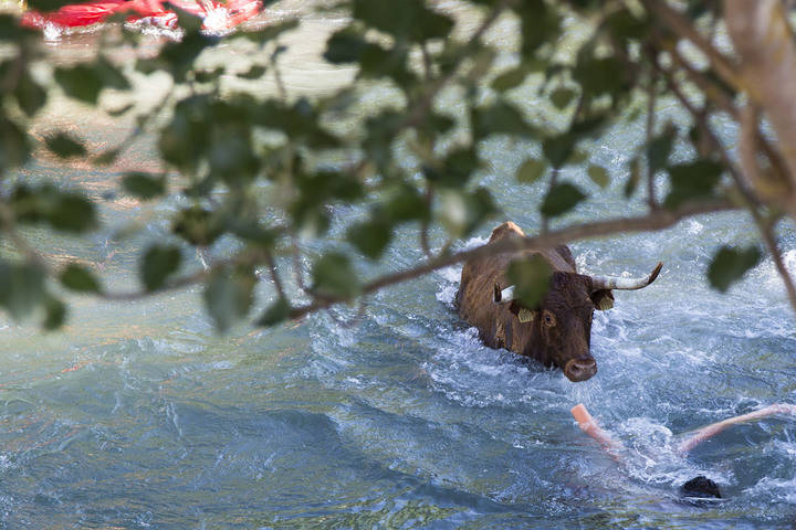 Las Vacas por el Tajo de Trillo reúnen a unos 10.000 espectadores
