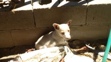 Animalistas denuncian una vez más la situación de cinco perros en una finca de Uceda