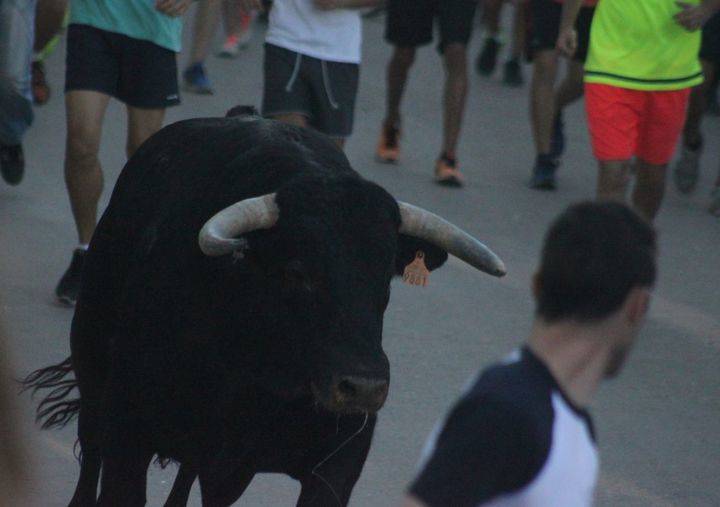 Vuelven las sueltas de reses a Cabanillas del Campo