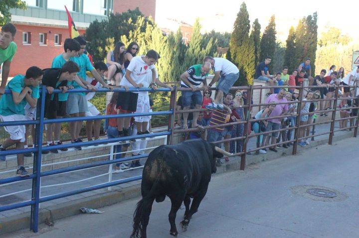 Vuelven las sueltas de reses a Cabanillas del Campo