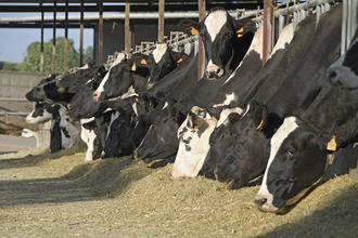 Detienen a 14 personas por engordar ilegalmente a ganado