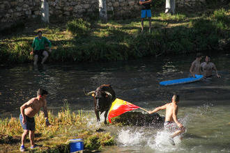 Trillo celebra este sábado una nueva edición de sus populares Vacas por el Tajo