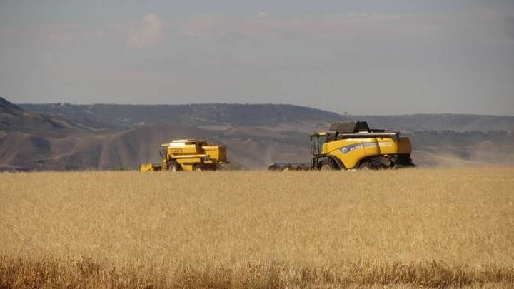 La buena cosecha del cereal en Guadalajara se ve ensombrecida por los precios