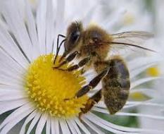 Alertan del peligro de extinción de las abejas