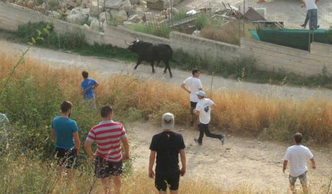 Dos heridos por asta de toro y numerosas personas atendidas en el tradicional encierro de Brihuega