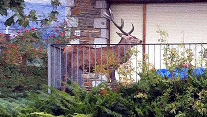 Un ciervo logra escapar de unos cazadores refugiándose en un balcón