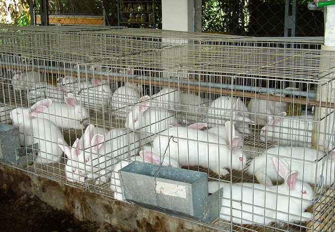 El sector cunícola necesita nuevas medidas para salvar la grave situación que atraviesa