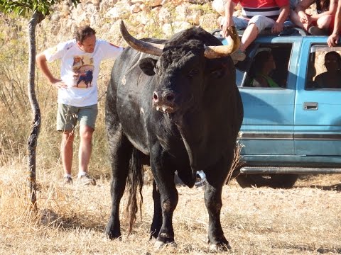Rotundo Comunicado sobre el Encierro por el Campo de Romancos
