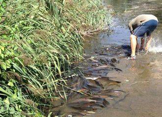 Ecologistas denuncia la la contaminación de las aguas del río Henares y la aparición de cientos de peces muertos en el río