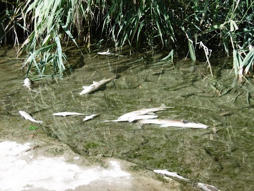 Ecologistas denuncia la la contaminación de las aguas del río Henares y la aparición de cientos de peces muertos en el río
