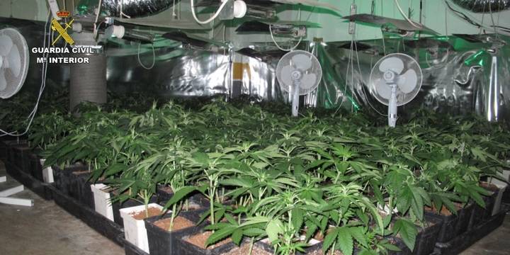 Cuatro detenidos en Cabanillas por estar cultivando 950 plantas de marihuana