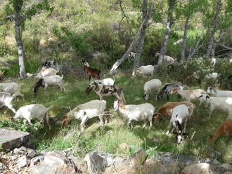 La Justicia condena a la Junta a pagar 5.000 euros a un ganadero por un ataque de lobos a su explotación