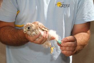 La colonia del primillar de Quer permanece estable