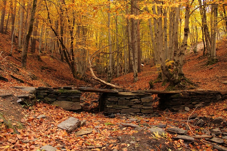 Hayedo de la Tejera negra