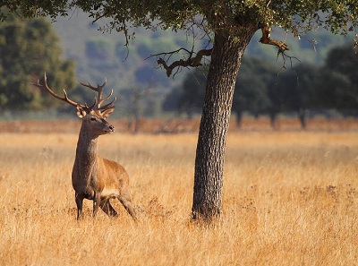 El Parque Nacional de Cabañeros, entre las provincias de Ciudad Real y Toledo