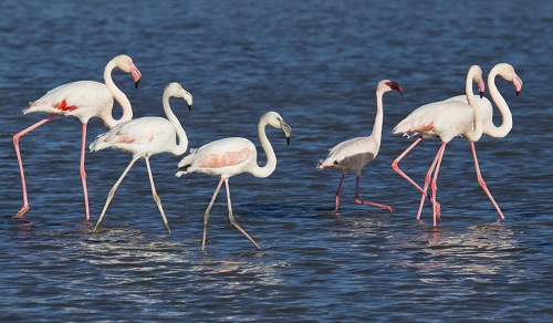 La Laguna de Salicor, en plena llanura manchega.