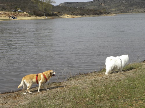 Pálmaces de Jadraque Pálmaces de Jadraque