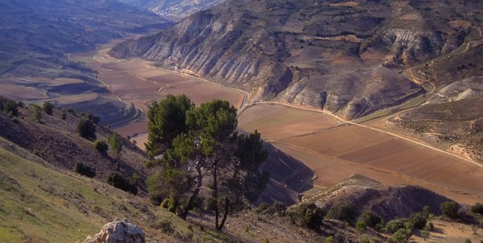 La Alcarria, cuna de la mejor miel del mundo La Alcarria, cuna de la mejor miel del mundo