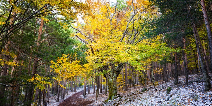 El otoño es la mejor época para visitar el Hayedo de la Tejera Negra. El otoño es la mejor época para visitar el Hayedo de la Tejera Negra.