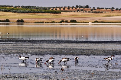 Aves acuáticas en las lagunas de Lillo. Aves acuáticas en las lagunas de Lillo.