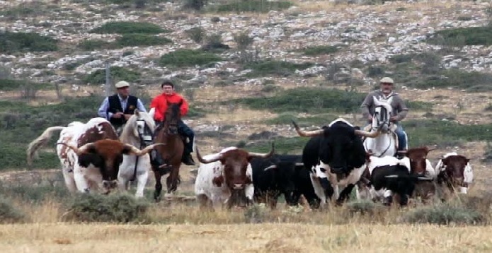 Toros_Alustante.jpg Alustante