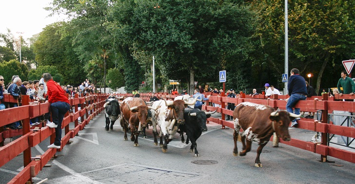 Toros Guadalajara Toros Guadalajara
